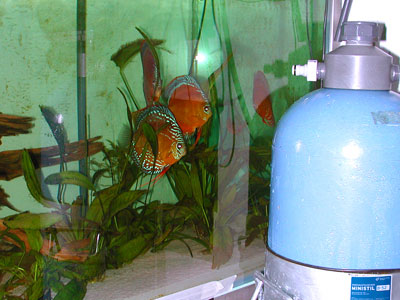 Diskusfische im Aquarium mit Ionenaustauscher-Patrone